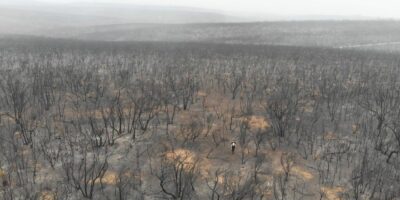 AI helps protect Australian wildlife in fire-affected areas